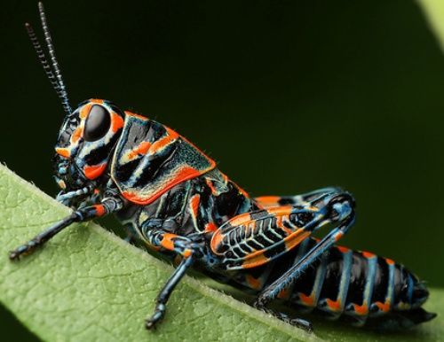 Saltamontes ^^^^^^^