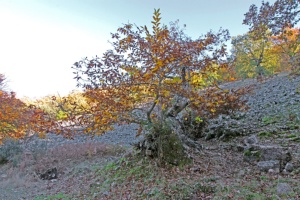 The Calabazas chestnut trees