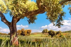 Meadow