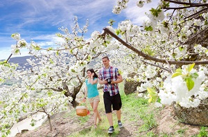 Cherry trees