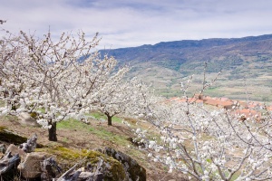 BAJA Cerezos en flor