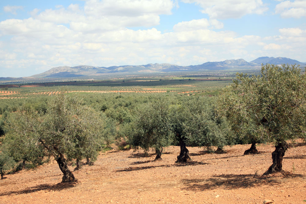 Olivar