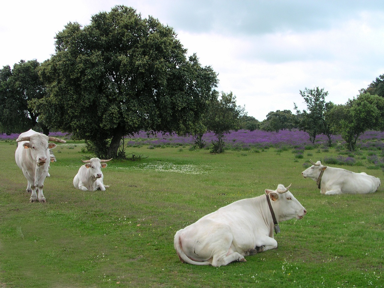 Ternera de Extremadura