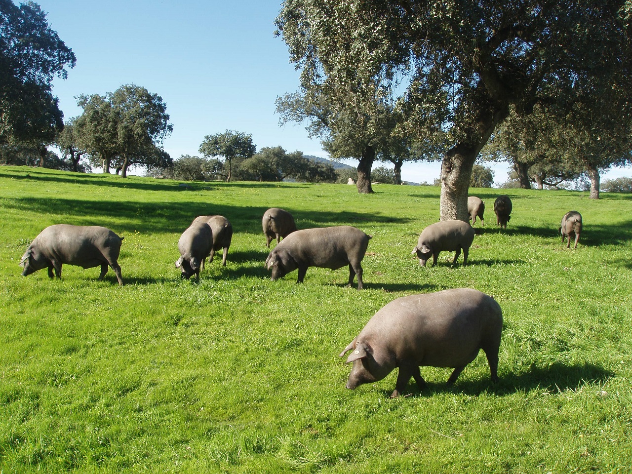 Cerdos en la dehesa