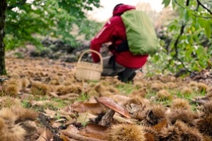 Otoño extraordinario