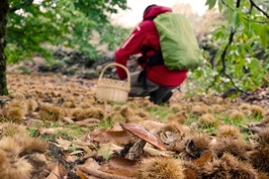 Otoño en estado puro