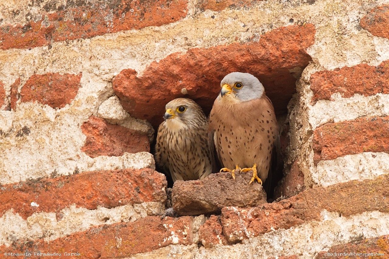 Observar aves