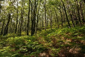 B_12_PaseosBosques