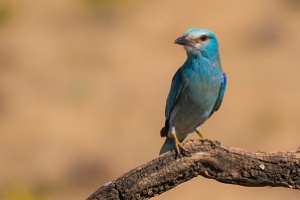 B_Birding (carraca)