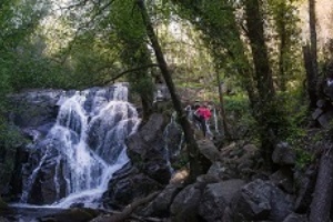 B_Paseos por los bosques
