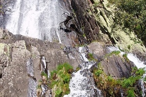 B_Cervigona