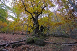 The Temblar chestnut trees