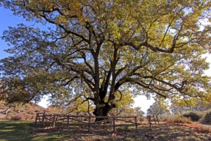 The Acarreadero oak tree