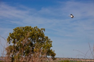 ZEPA Arrozales De Palazuelo y Guadalperales