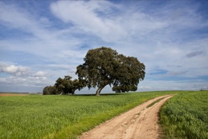 B_ZEPA_CAMPINÌA_SUR_ARROYO_CONEJOS_06