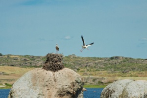 Charca De Arce De Abajo Special Protection Area (SPA) for Birds