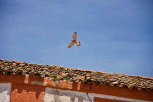 Colonias de Cernícalo Primilla de Trujillo Special Protection Area (SPA) for Birds