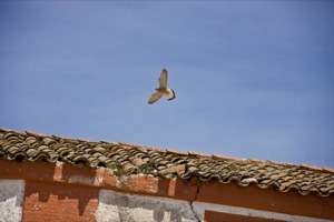 Colonias de Cernícalo Primilla de Trujillo Special Protection Area (SPA) for Birds