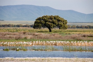 Llanos De Zorita and Sierra Brava Reservoir SPA