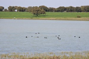 ZEPA Llanos Y Complejo Lagunar De La Albuera
