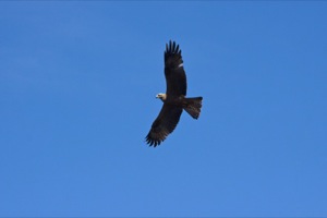 Riberos Del Almonte Special Protection Area (SPA) for Birds