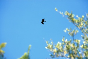 Sierra De Gata Y Valle De Las Pilas Special Protection Area (SPA) for Birds