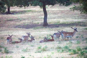 El Cijara Regional Nature Reserve