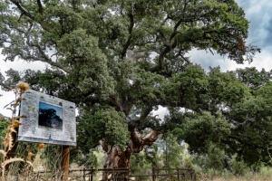 The Cork-Oak of La Fresneda