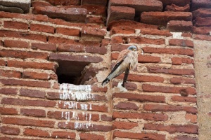 Jerez de los Caballeros Lesser Kestrel Colonies SPA