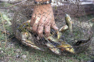 Tench Day, a tasty festival.