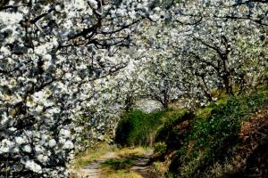 Fiesta del Cerezo en Flor