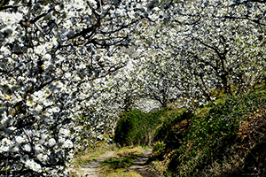 Fiesta del Cerezo en Flor