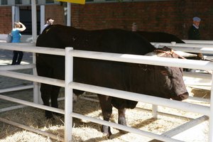 Zafra International Livestock Fair